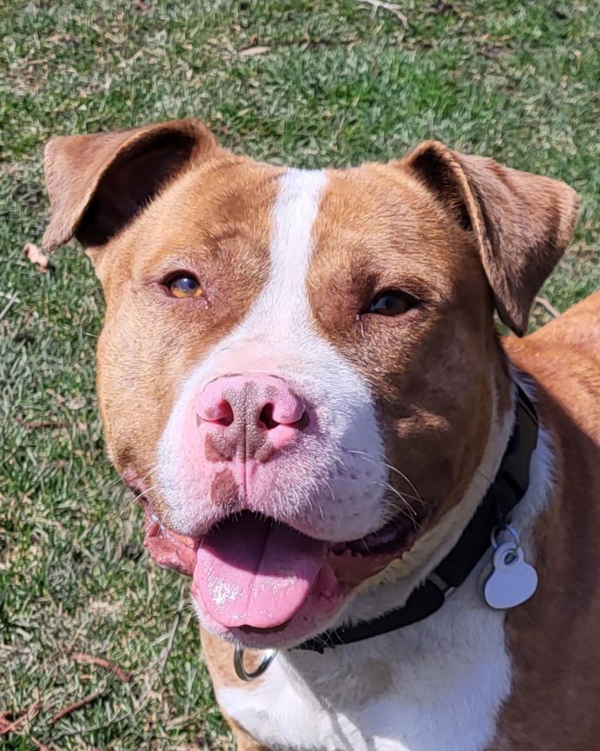 Khan, a Adoptable mixed breed in Grayslake, IL image 3/6