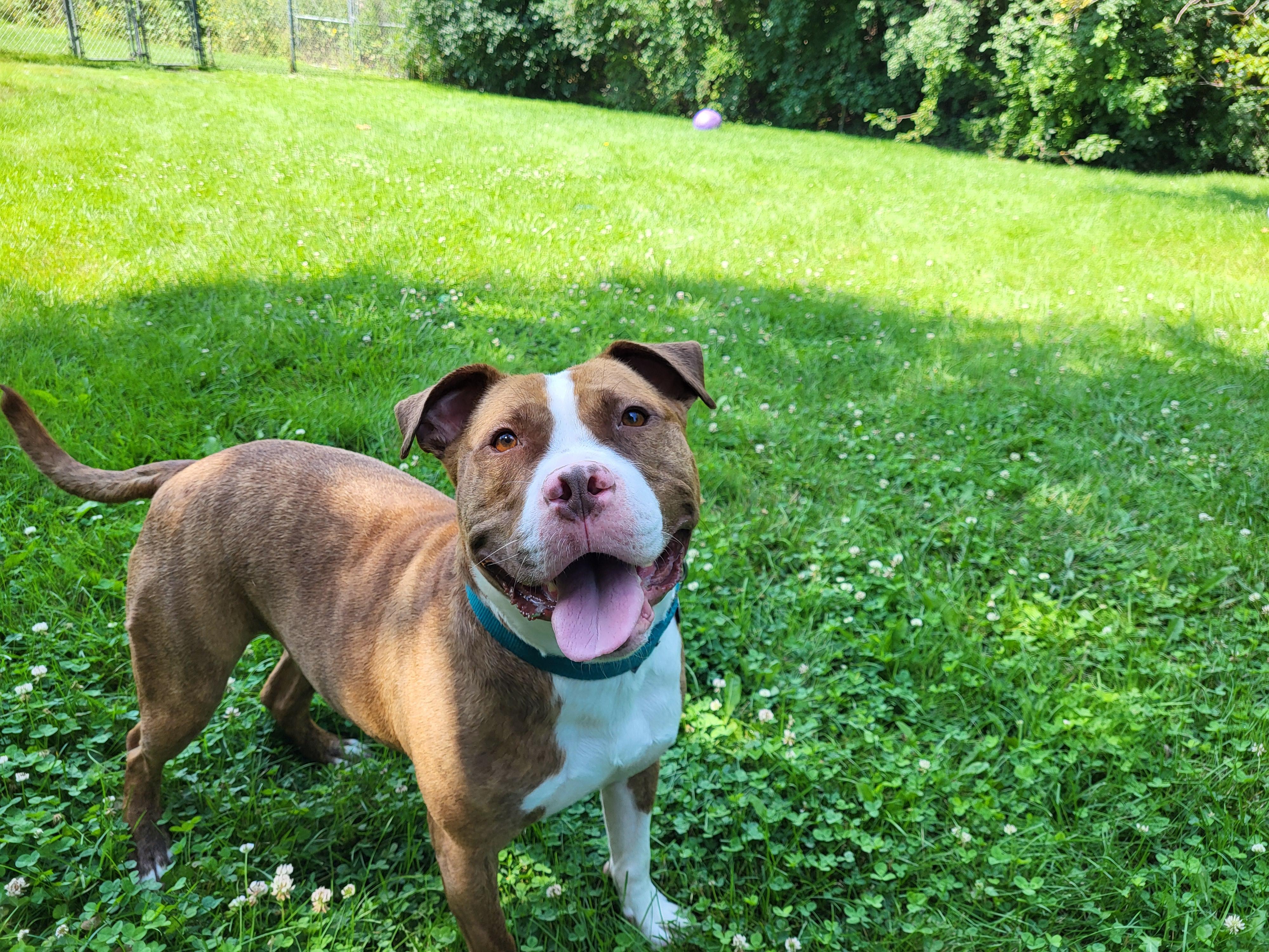 Khan, a Adoptable mixed breed in Grayslake, IL image 5/6