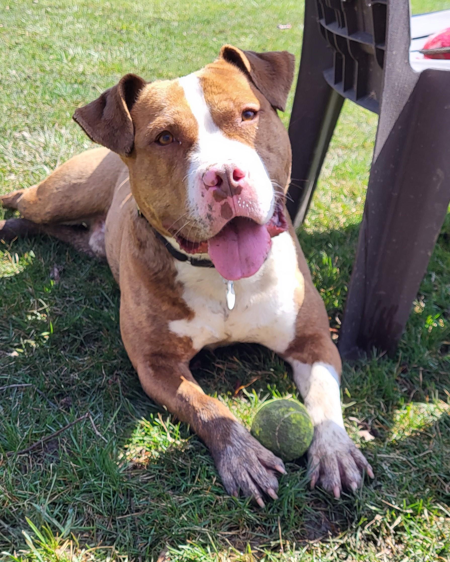 Khan, a Adoptable mixed breed in Grayslake, IL image 4/6