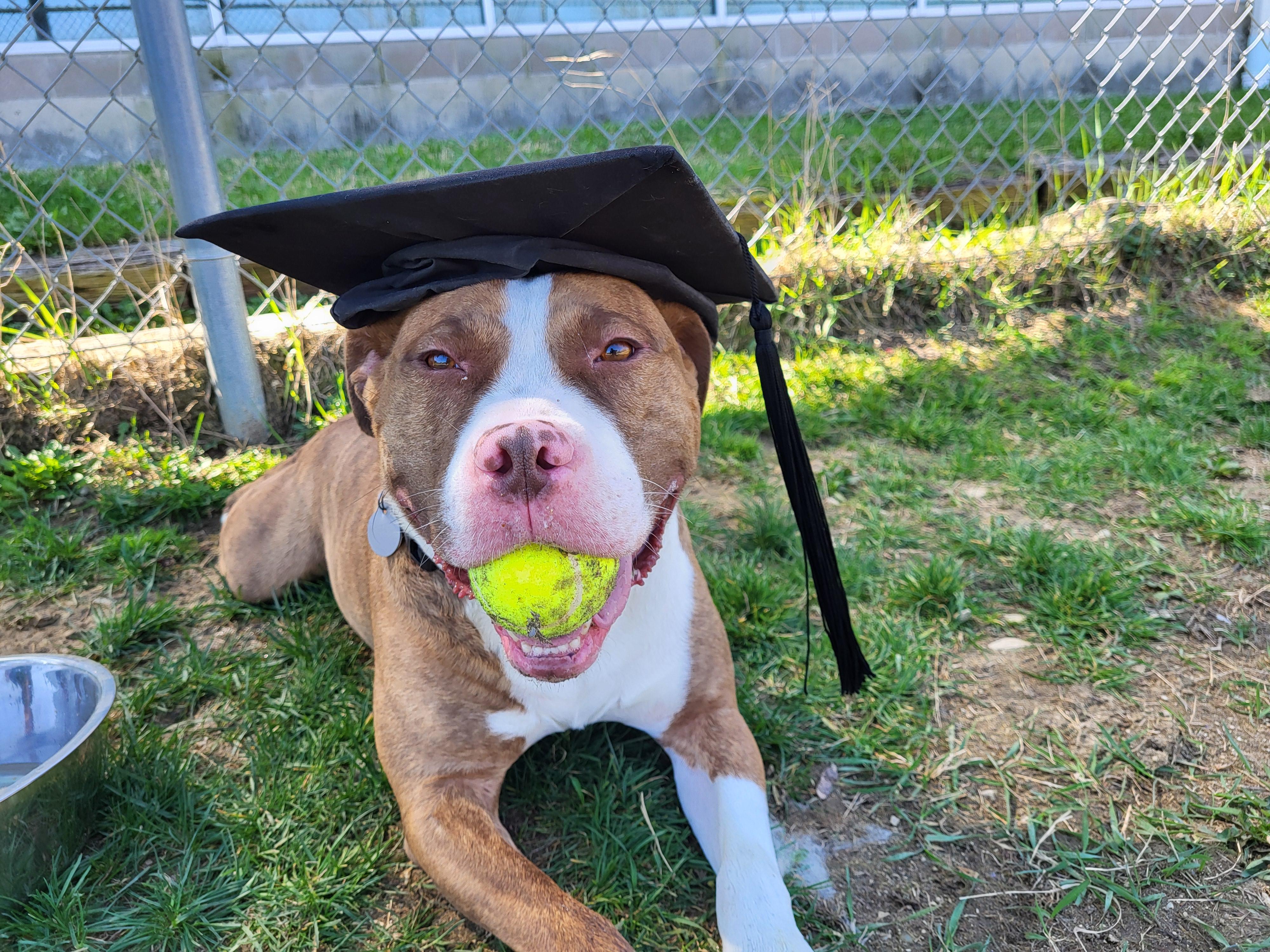 Khan, a Adoptable mixed breed in Grayslake, IL image 1/6