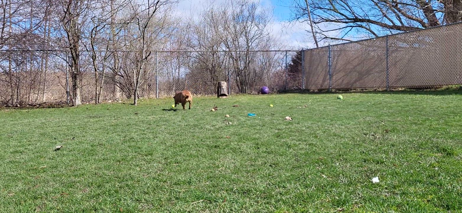 Enlarge Khan, a Adoptable mixed breed in Grayslake, IL video 6/6