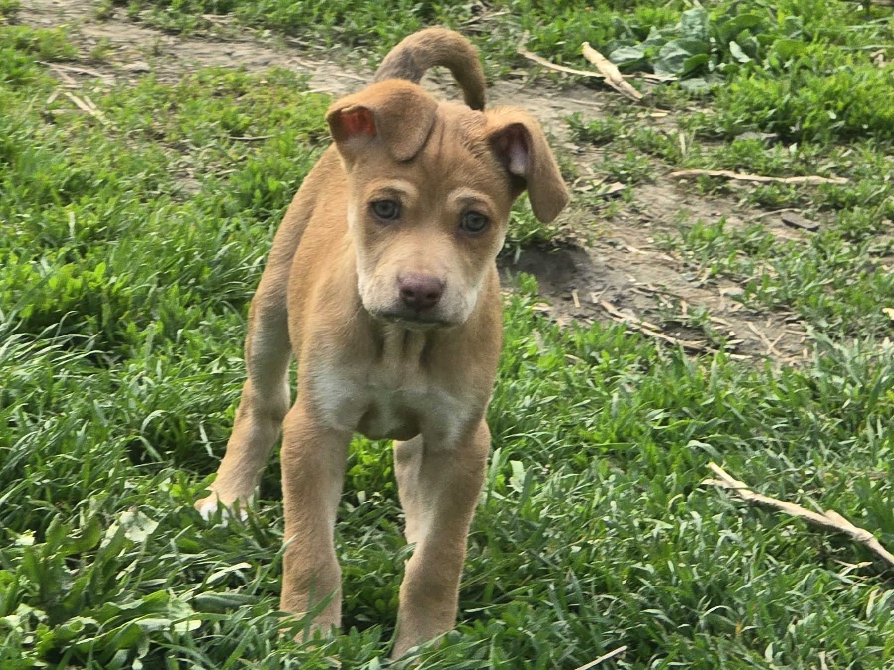 Kahlua, Adoptable, Puppy Female Pit Bull Terrier & American Staffordshire Terrier.