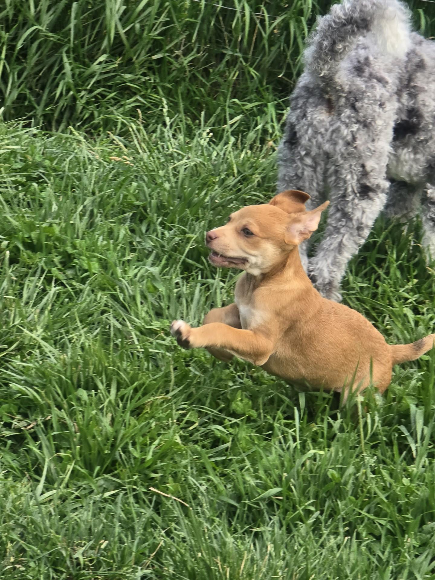 Enlarge Kahlua, a Adoptable mixed breed in Troy, MI image 2/5