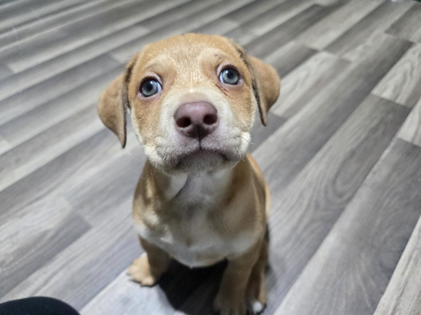Enlarge Kahlua, a Adoptable mixed breed in Troy, MI image 3/5