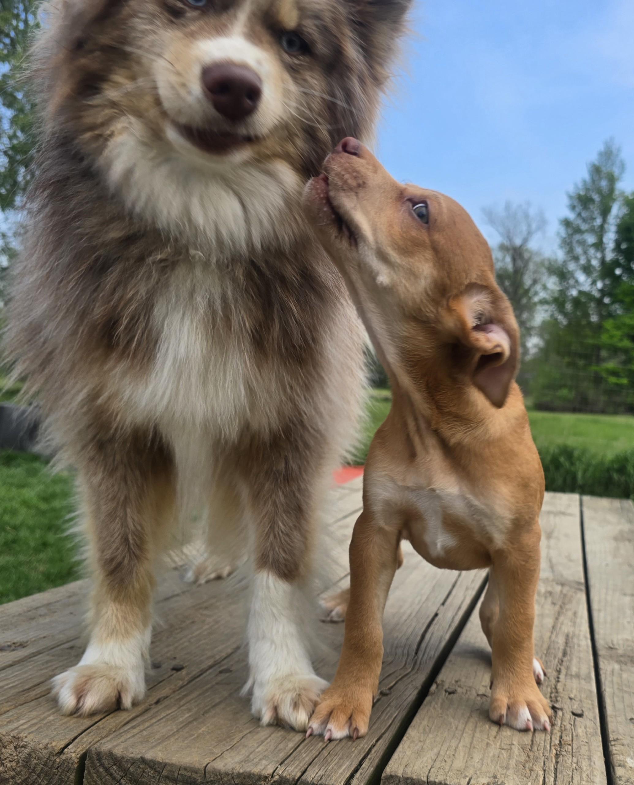 Enlarge Kahlua, a Adoptable mixed breed in Troy, MI image 4/5