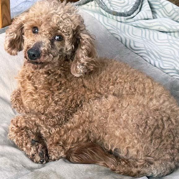 Teddy, a ADOPTABLE Miniature Poodle in White Bear Lake, MN image 4/4
