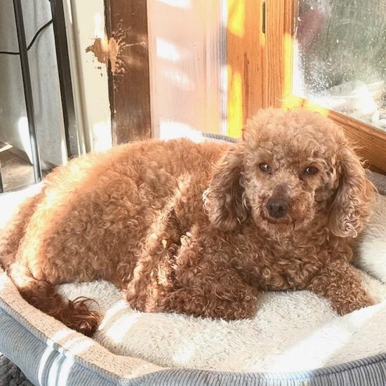 Teddy, a ADOPTABLE Miniature Poodle in White Bear Lake, MN image 2/4