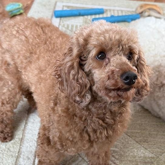 Teddy, a ADOPTABLE Miniature Poodle in White Bear Lake, MN image 3/4