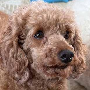 Teddy, a ADOPTABLE Miniature Poodle in White Bear Lake, MN image 1/4
