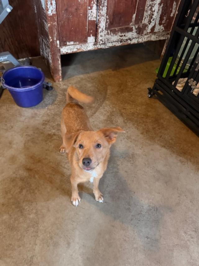 Penny, adopted, Young Female Shetland Sheepdog / Sheltie & Pomeranian.