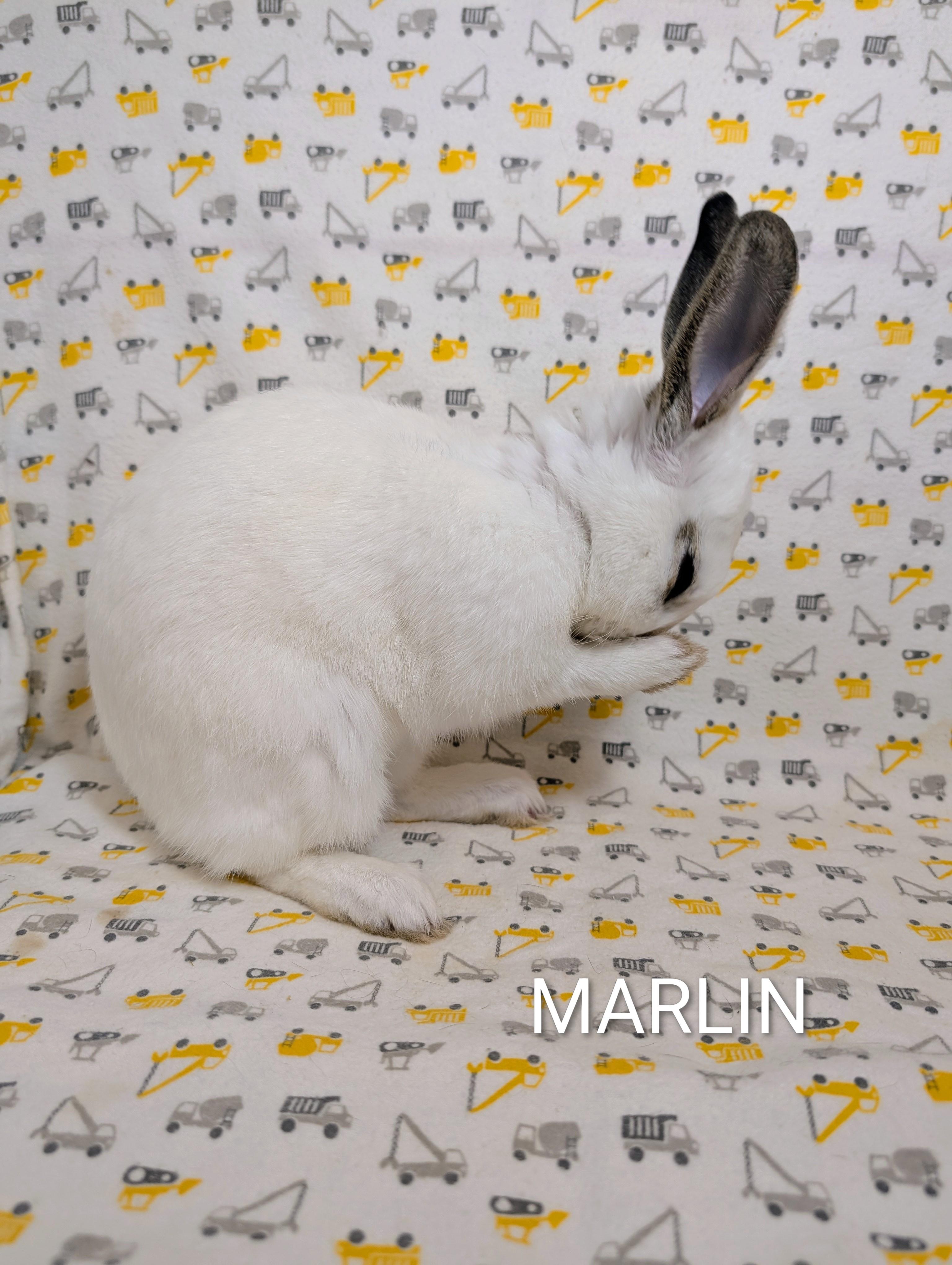 Enlarge Marlin, a Adoptable Hotot in Lake Elsinore, CA image 2/6
