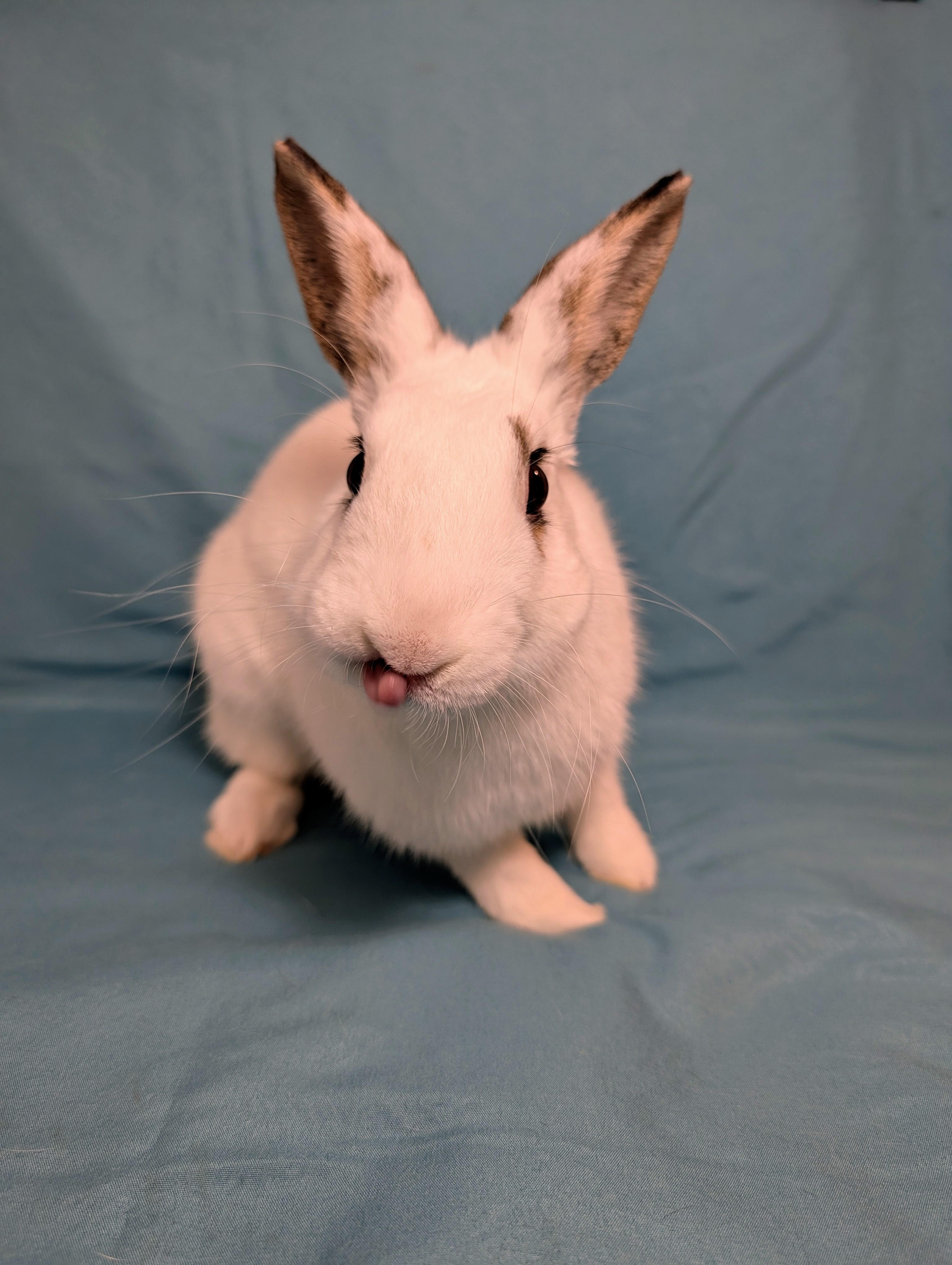 Enlarge Marlin, a Adoptable Hotot in Lake Elsinore, CA image 1/6
