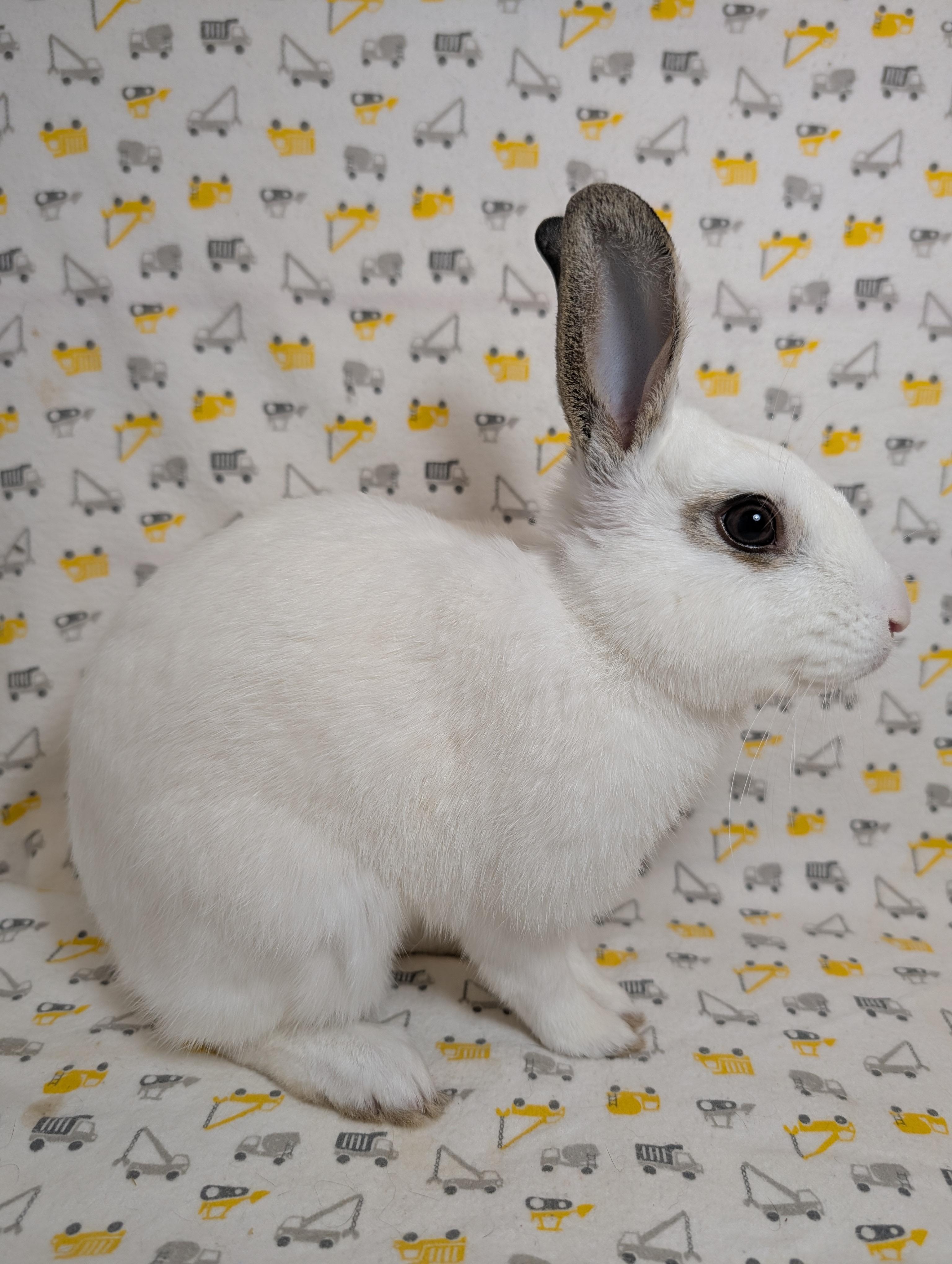 Enlarge Marlin, a Adoptable Hotot in Lake Elsinore, CA image 3/6