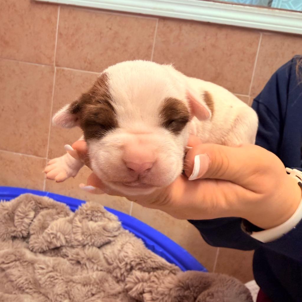 Enlarge Diana, a Adoptable mixed breed in Utica, MI image 2/5