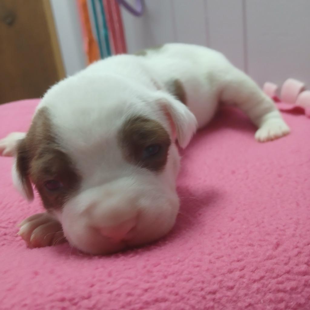 Enlarge Diana, a Adoptable mixed breed in Utica, MI image 3/5