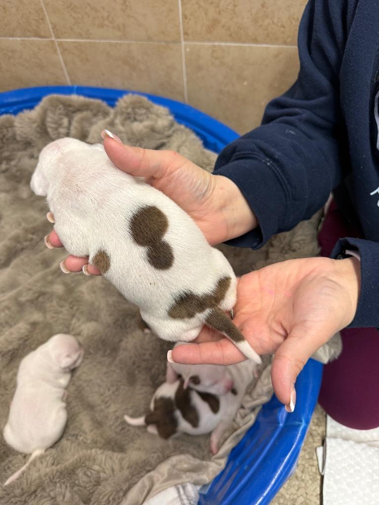 Enlarge Diana, a Adoptable mixed breed in Utica, MI image 4/5