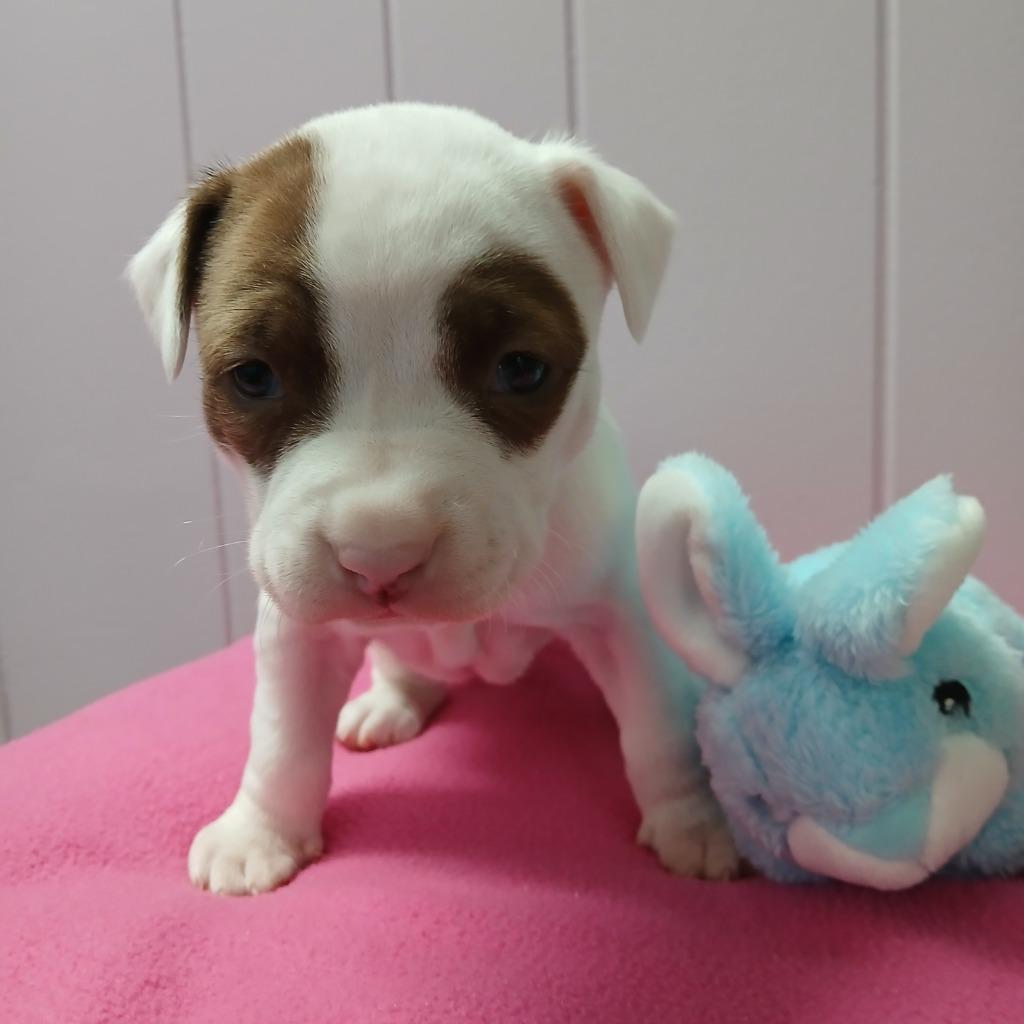 Enlarge Diana, a Adoptable mixed breed in Utica, MI image 5/5