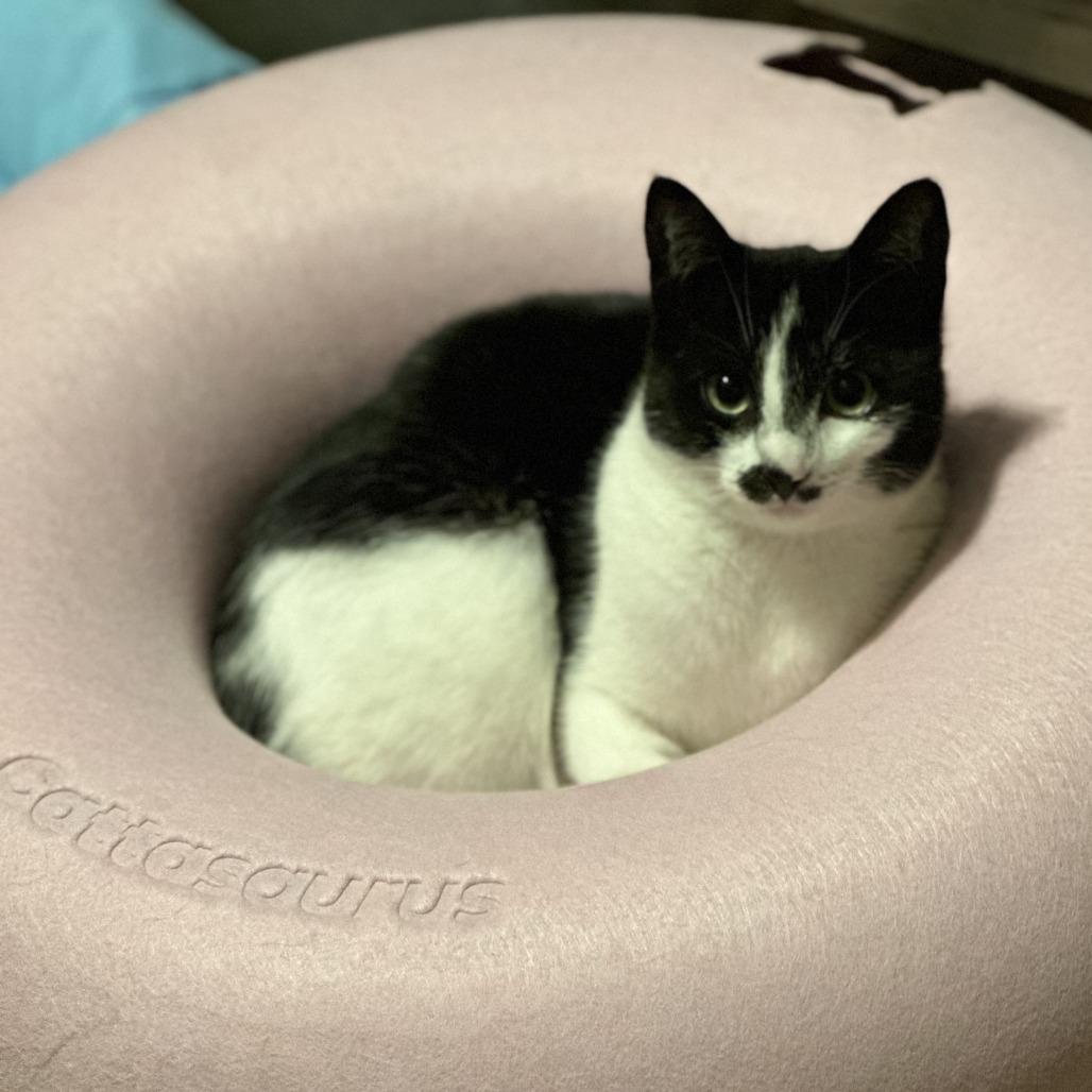 Enlarge Candy, a Adoptable Domestic Short Hair in Woodstock, VA image 1/6