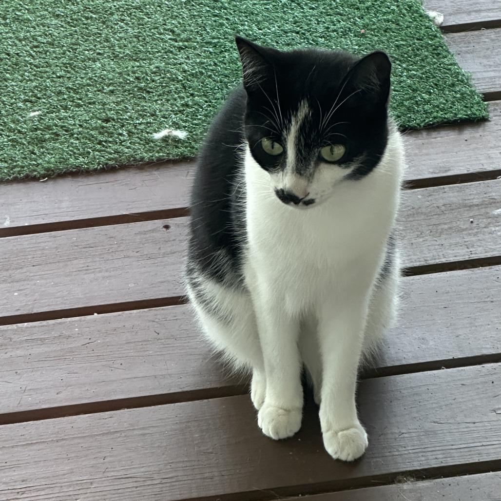 Enlarge Candy, a Adoptable Domestic Short Hair in Woodstock, VA image 2/6