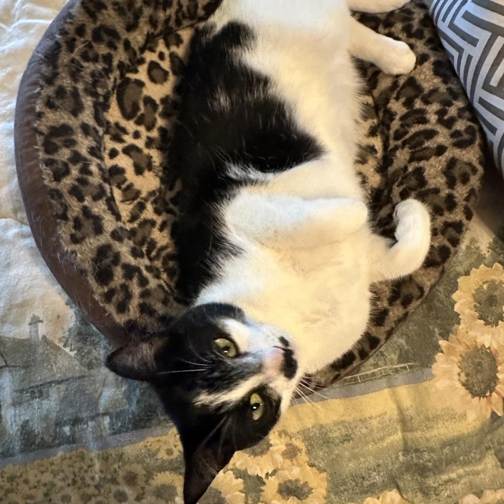 Enlarge Candy, a Adoptable Domestic Short Hair in Woodstock, VA image 3/6