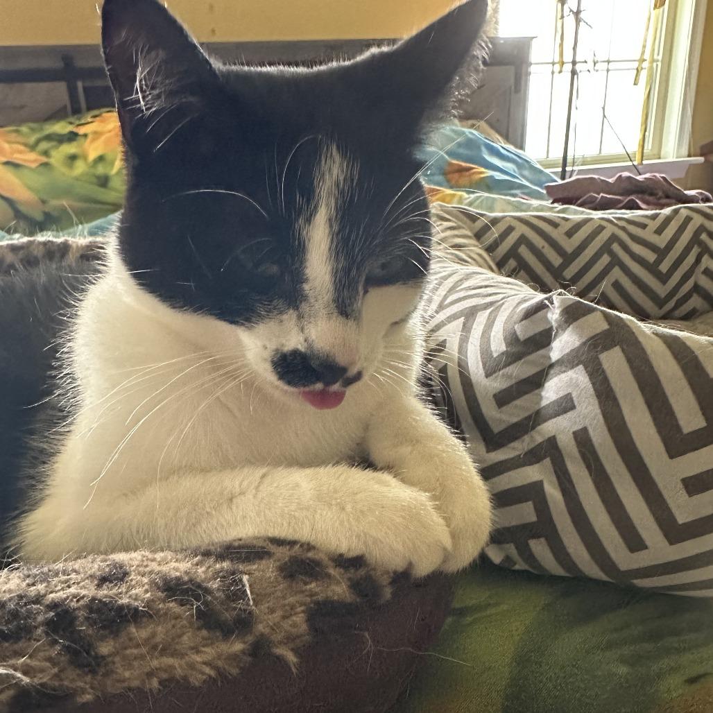 Enlarge Candy, a Adoptable Domestic Short Hair in Woodstock, VA image 4/6