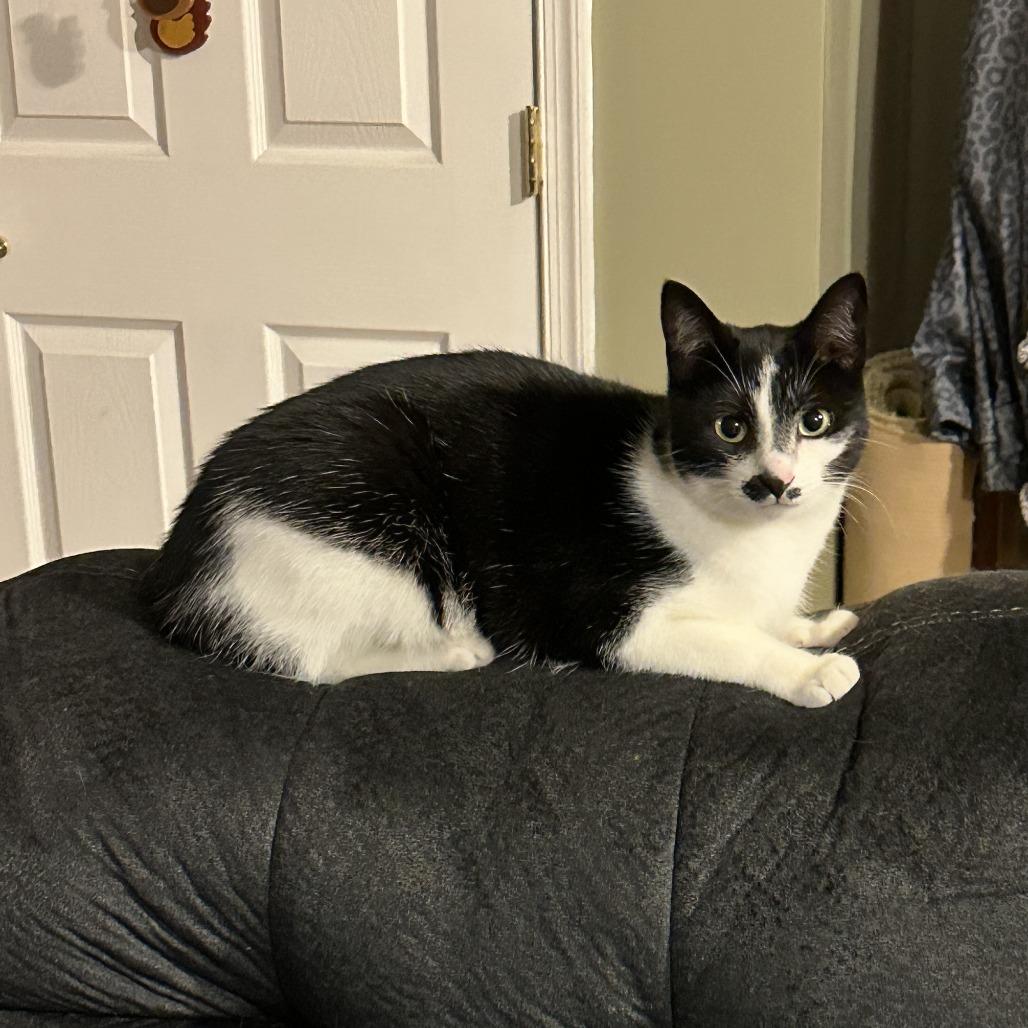 Enlarge Candy, a Adoptable Domestic Short Hair in Woodstock, VA image 5/6