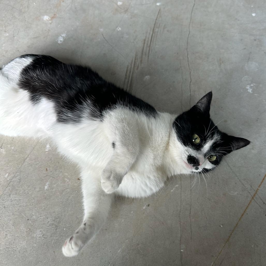 Enlarge Candy, a Adoptable Domestic Short Hair in Woodstock, VA image 6/6