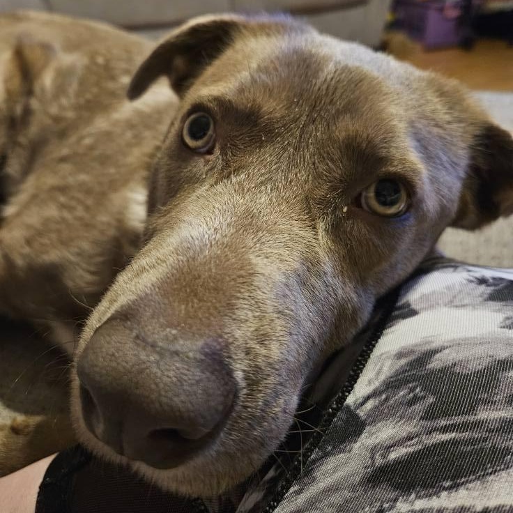 Buddy the Elf, a ADOPTABLE mixed breed in McHenry, IL image 1/5