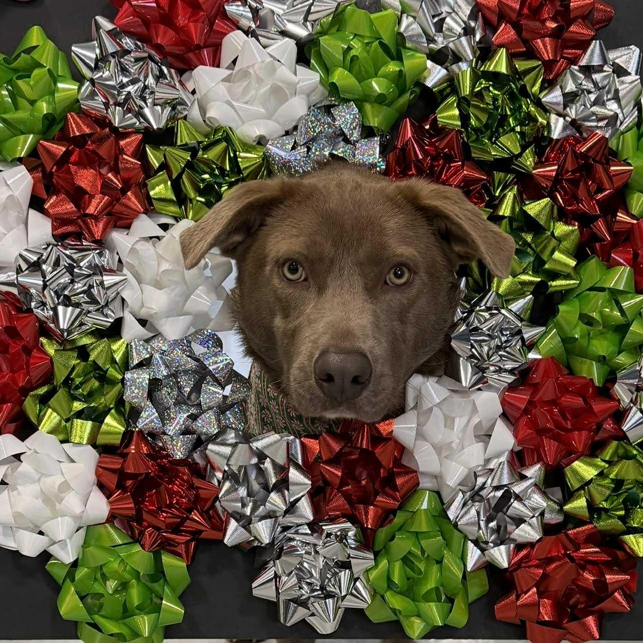 Buddy the Elf, a ADOPTABLE mixed breed in McHenry, IL image 2/5