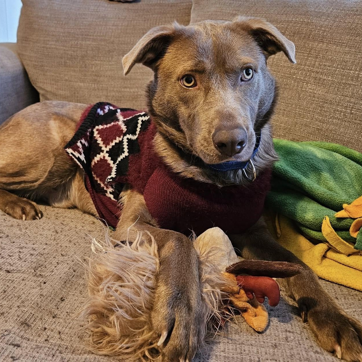 Buddy the Elf, a ADOPTABLE mixed breed in McHenry, IL image 3/5