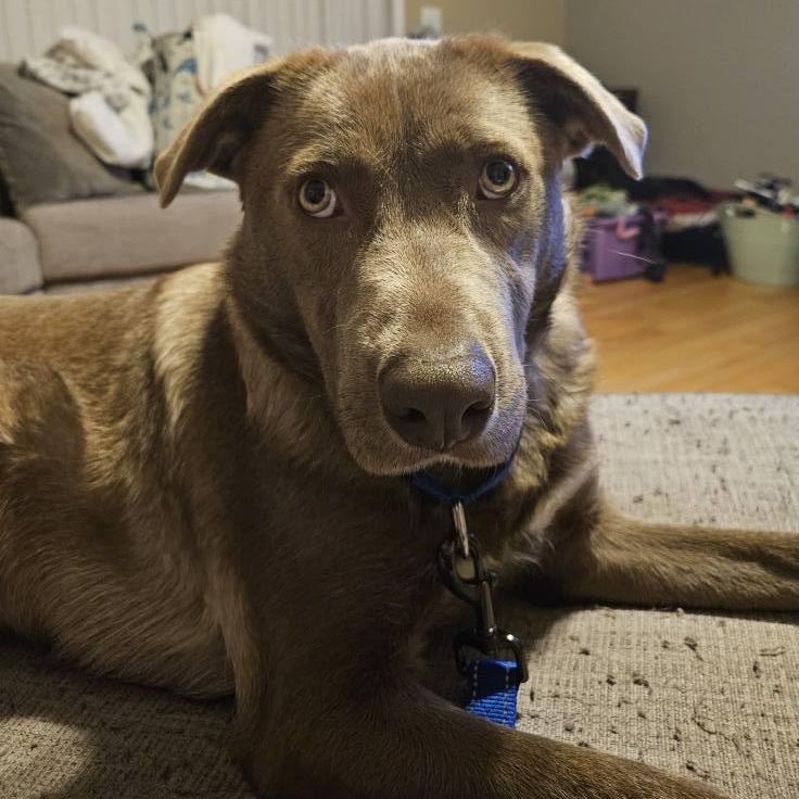 Buddy the Elf, a ADOPTABLE mixed breed in McHenry, IL image 4/5