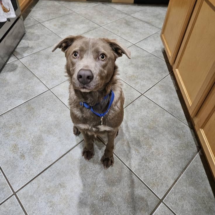 Buddy the Elf, a ADOPTABLE mixed breed in McHenry, IL image 5/5