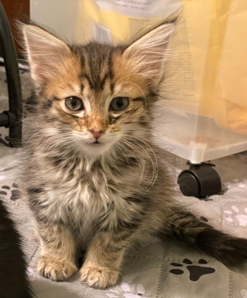 Enlarge Bandit, a Adoptable Domestic Medium Hair in Oklahoma City, OK image 1/3