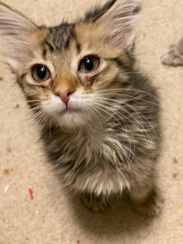 Enlarge Bandit, a Adoptable Domestic Medium Hair in Oklahoma City, OK image 3/3