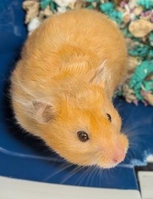 Eloise - 54394, Adoptable, Adult Female Hamster.