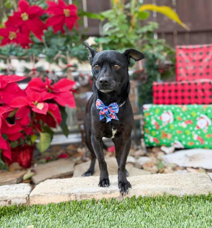 Enlarge Turbo, a ADOPTABLE mixed breed in Southport, CT image 4/4