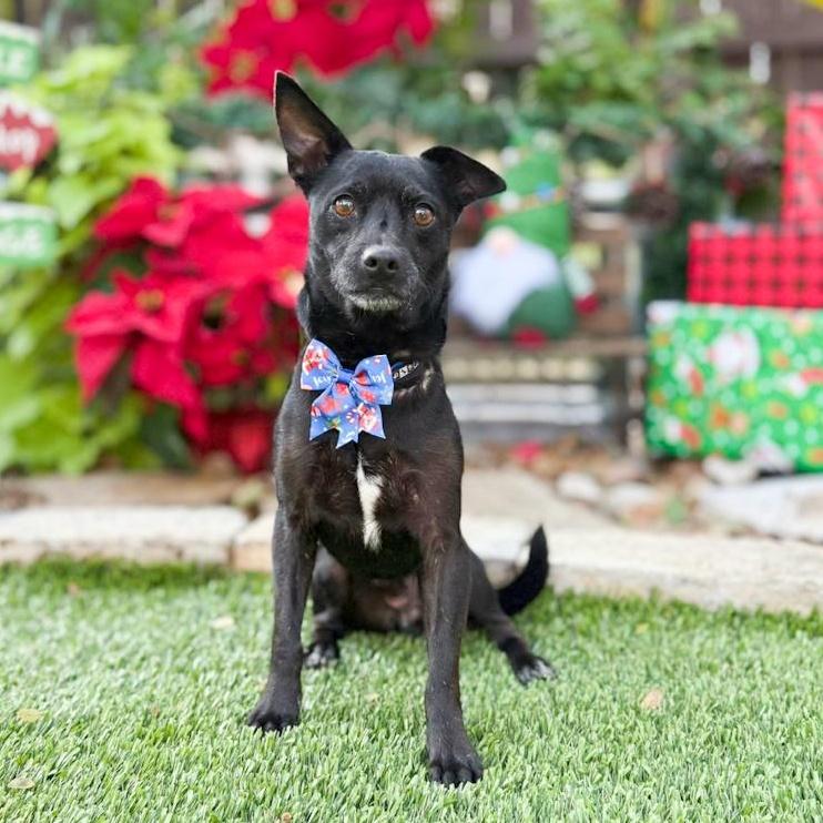 Enlarge Turbo, a ADOPTABLE mixed breed in Southport, CT image 1/4