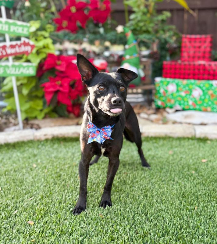 Enlarge Turbo, a ADOPTABLE mixed breed in Southport, CT image 3/4
