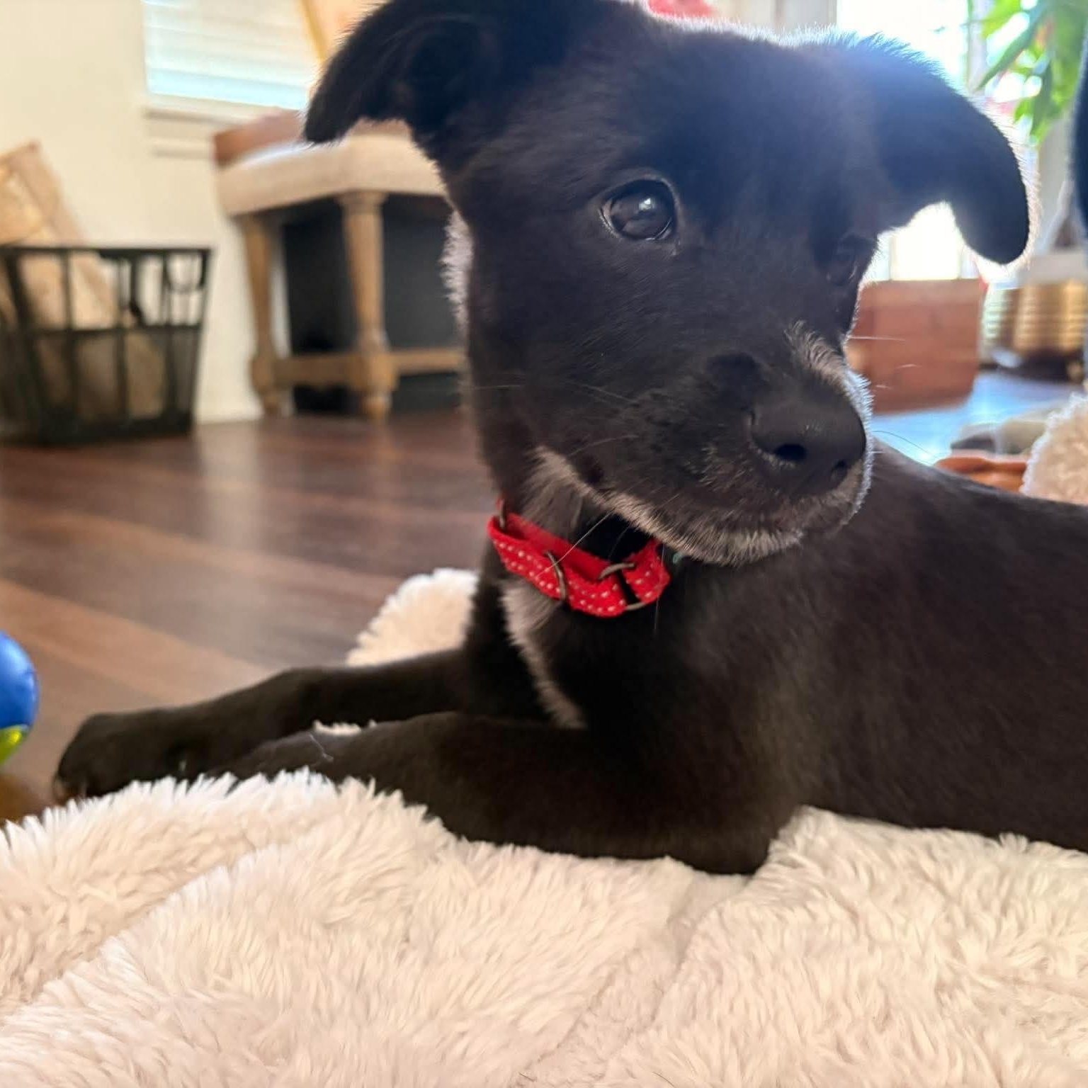 Enlarge Santino, a Adopted mixed breed in Humble, TX image 1/6