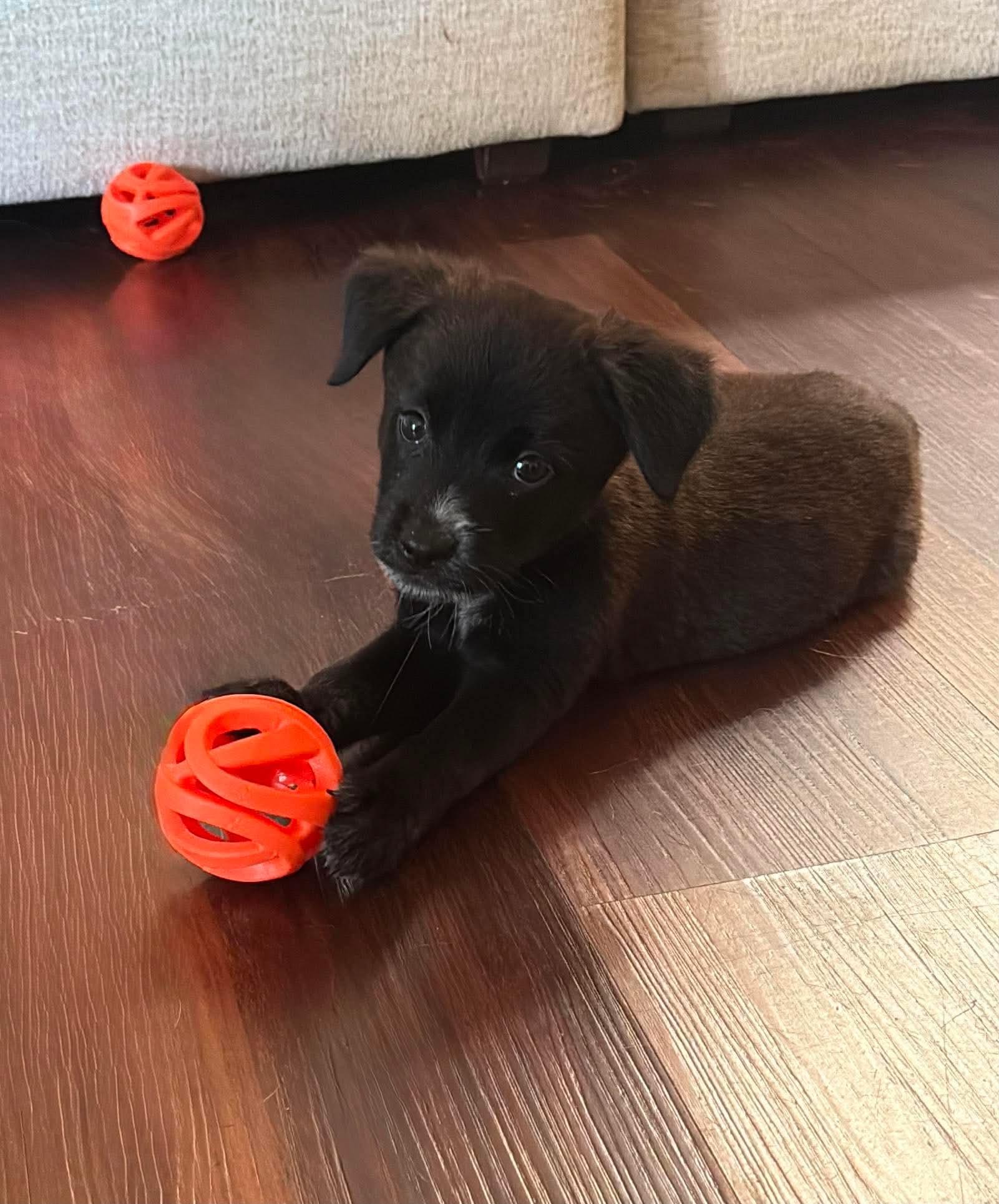 Enlarge Santino, a ADOPTABLE mixed breed in Humble, TX image 2/6