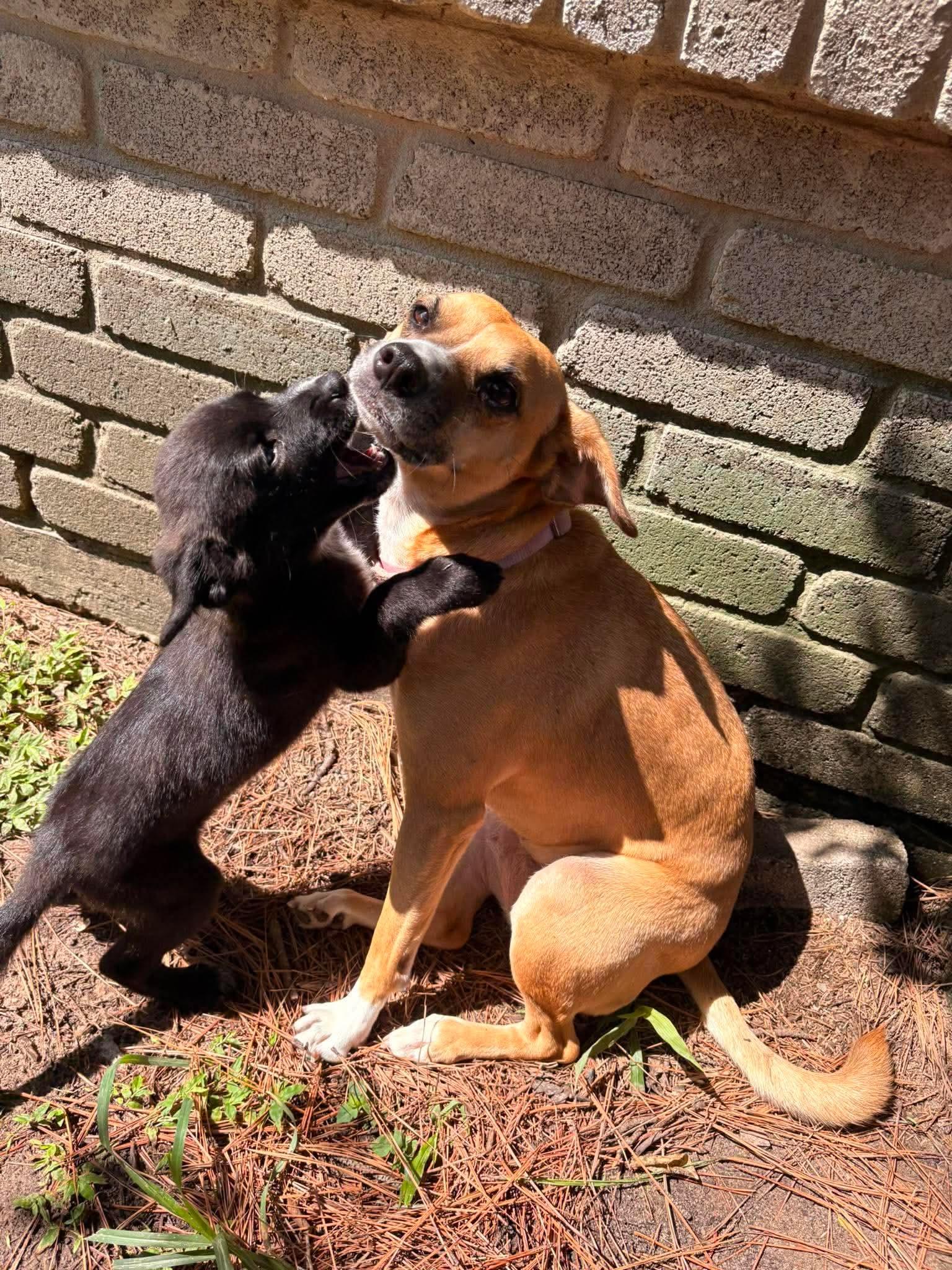 Enlarge Santino, a Adopted mixed breed in Humble, TX image 5/6