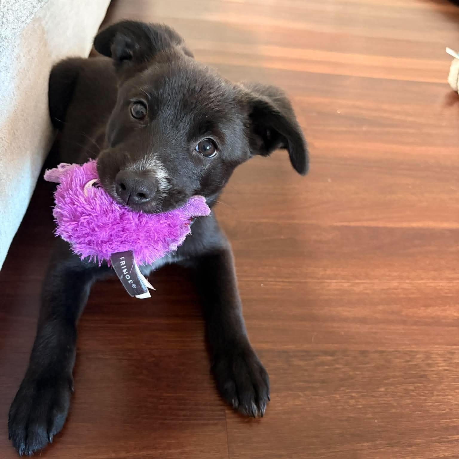 Enlarge Santino, a Adopted mixed breed in Humble, TX image 2/6
