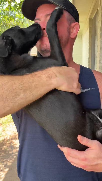 Enlarge Santino, a Adopted mixed breed in Humble, TX video 4/6
