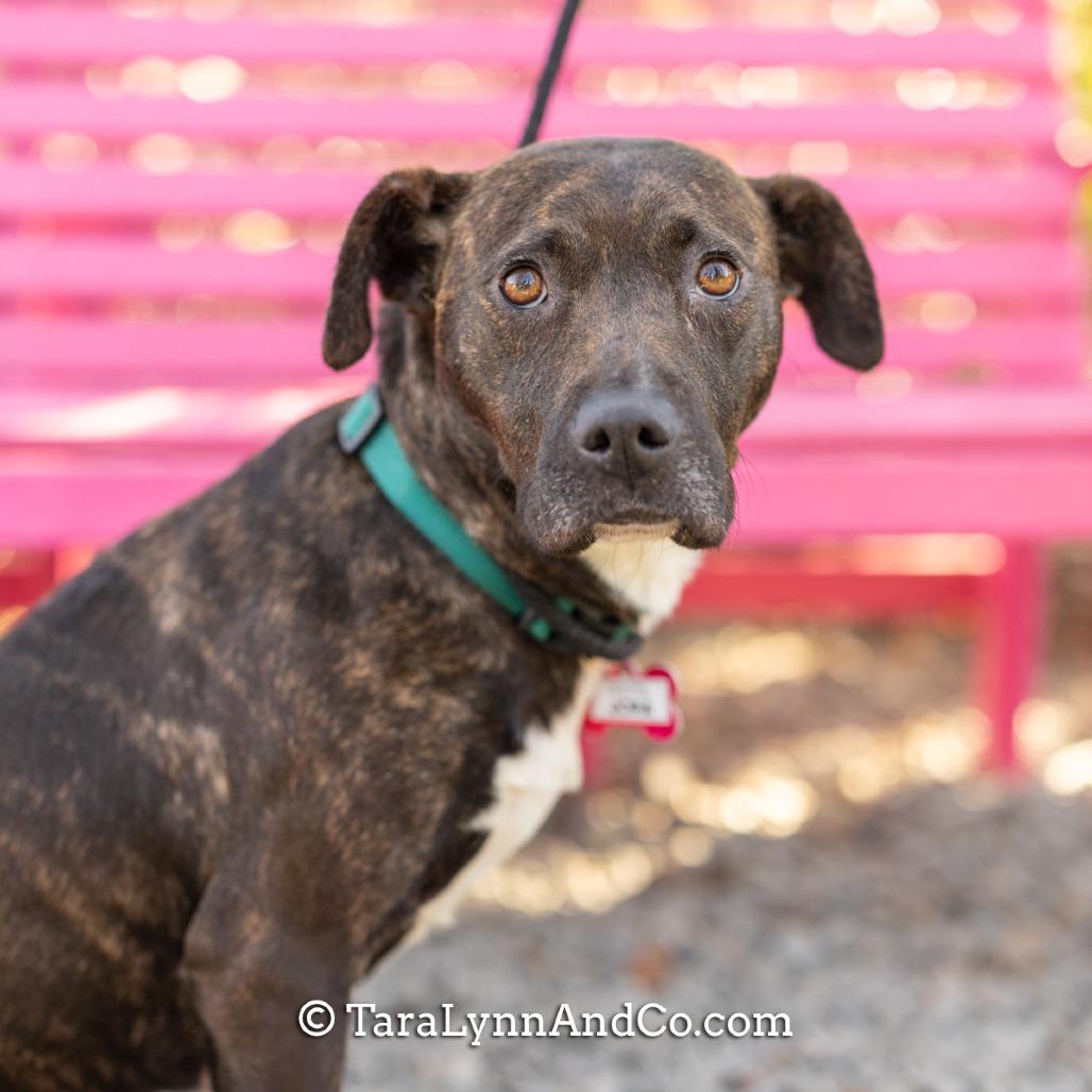 Jora, Adoptable, Young Female Pit Bull Terrier.