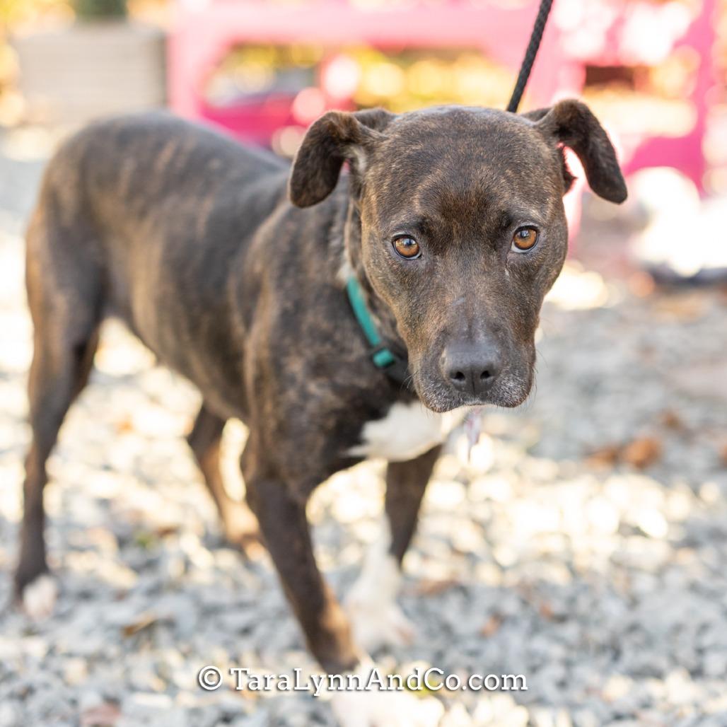 Enlarge Jora, a Adoptable Pit Bull Terrier in Wake Forest, NC image 2/6