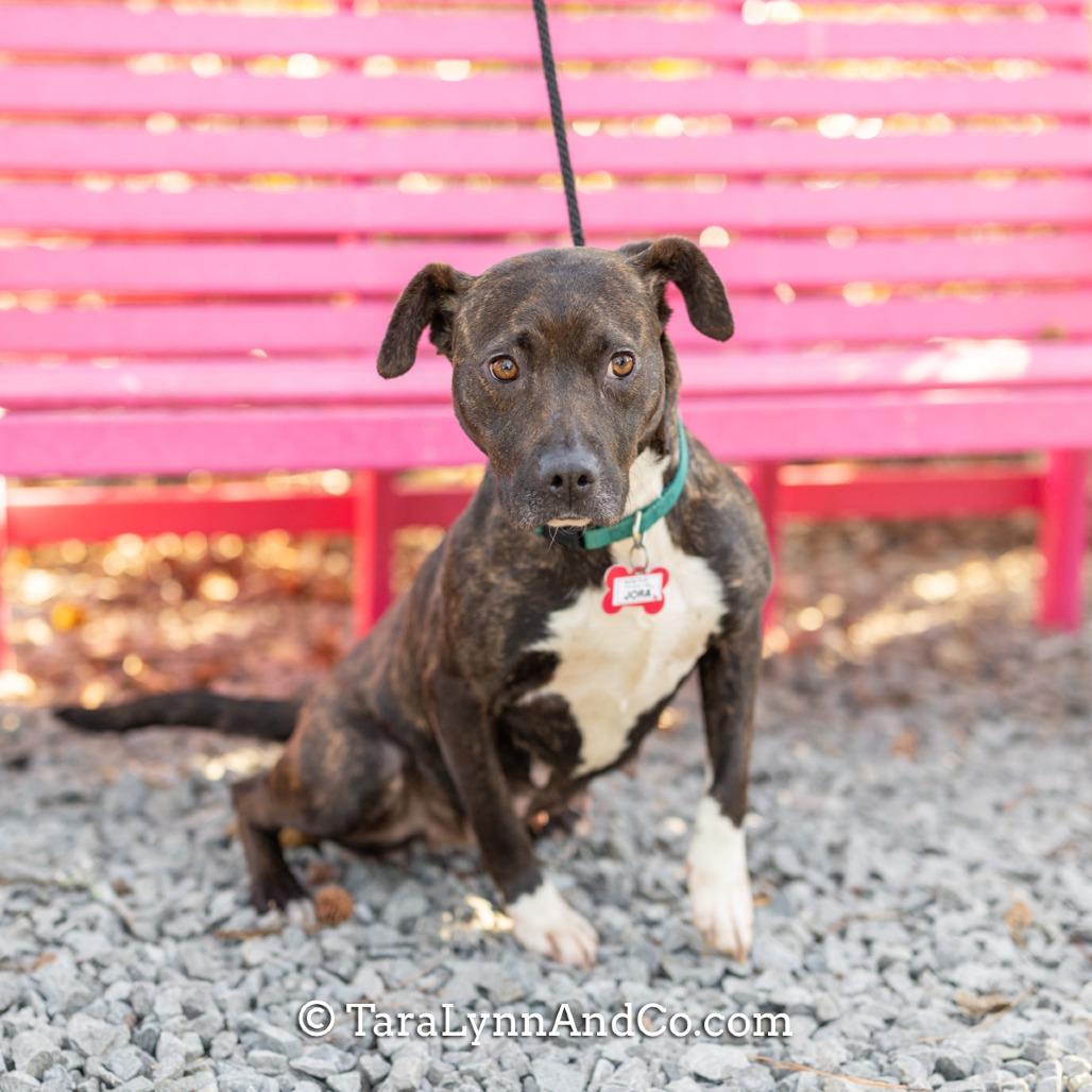 Enlarge Jora, a Adoptable Pit Bull Terrier in Wake Forest, NC image 3/6