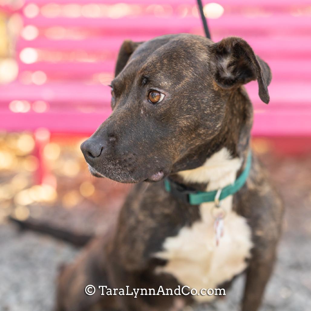 Enlarge Jora, a Adoptable Pit Bull Terrier in Wake Forest, NC image 4/6