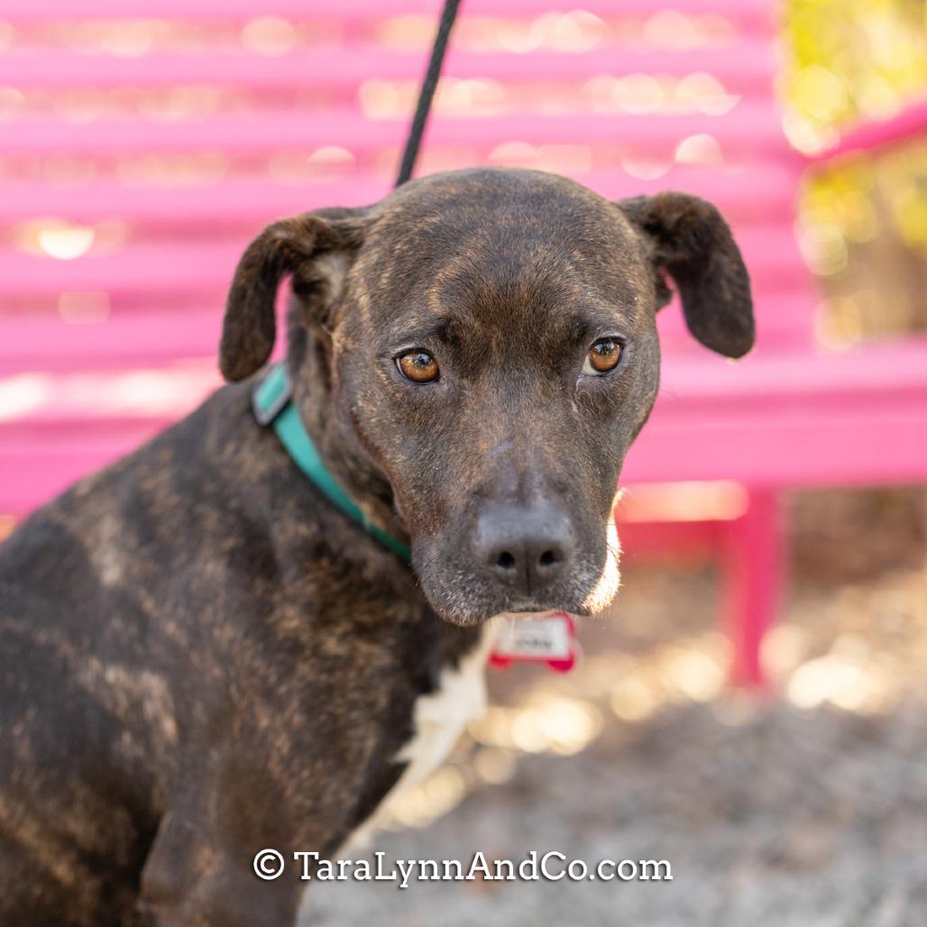 Enlarge Jora, a Adoptable Pit Bull Terrier in Wake Forest, NC image 5/6