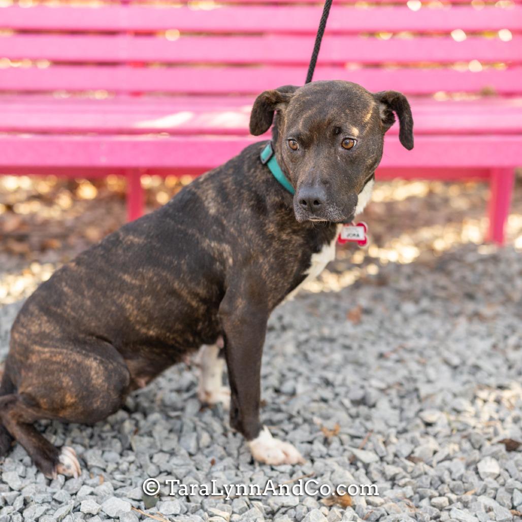 Enlarge Jora, a Adoptable Pit Bull Terrier in Wake Forest, NC image 6/6