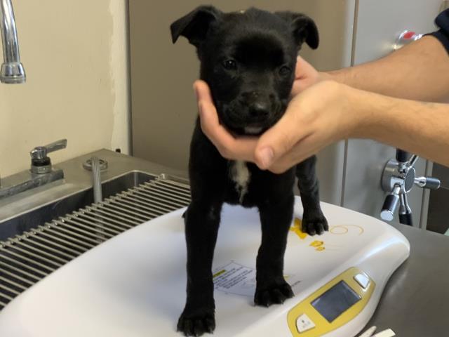 Enlarge A251033, a Adoptable mixed breed in Visalia, CA image 1/1